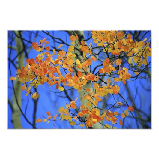 Impression Photo USA, Colorado. Feuilles d'Aspen (Devant)