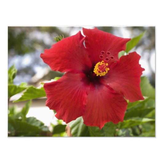 Impression Photo USA, Hawaï, Oahu. L'Hibiscus est le (Devant)