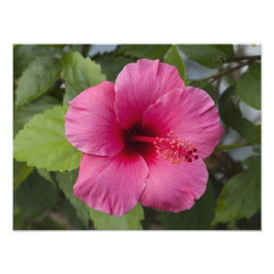 Impression Photo USA, Hawaï, Oahu. L'Hibiscus est le 2