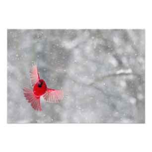 Impression Photo USA, Indiana, Indianapolis. Un cardinal masculin