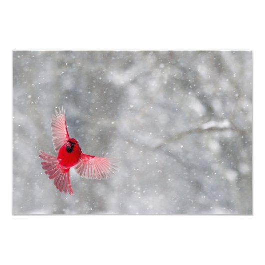 Impression Photo USA, Indiana, Indianapolis. Un cardinal masculin (Devant)