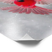 Impression Photo USA, Indiana, Indianapolis. Un cardinal masculin (Coin)