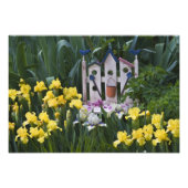 Impression Photo USA, Pennsylvanie. Les iris des jardins poussent a (Devant)