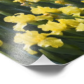 Impression Photo USA, Pennsylvanie. Les iris des jardins poussent a (Coin)