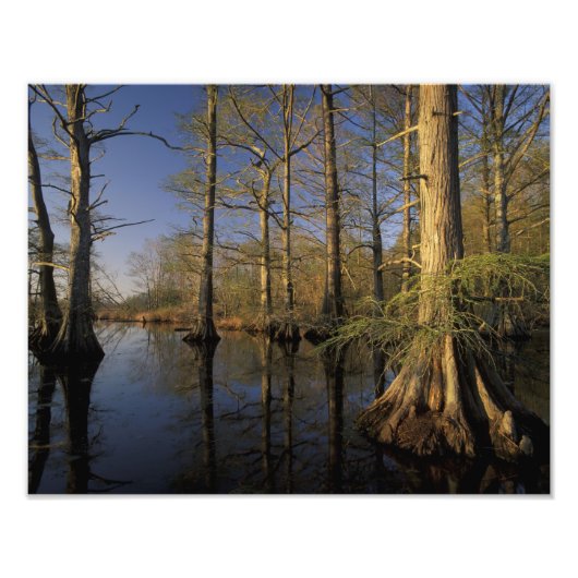Impression Photo USA, Tennessee. La faune nationale Reelfoot (Devant)