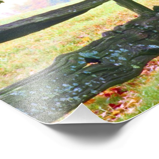 Impression Photo USA, Vermont. Clôture sous le feuillage d'automne. (Coin)