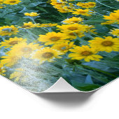 Impression Photo UTAH. États-Unis Balsamorhiza Arrowlea (Coin)