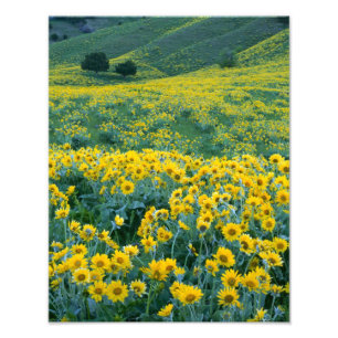 Impression Photo UTAH. ÉTATS-UNIS. Balsamorhize à feuilles sagittée