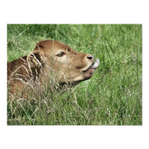 IMPRESSION PHOTO VACHE
