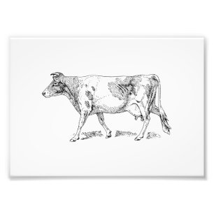 Impression Photo Vache à Guernesey