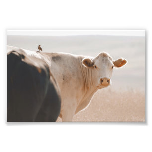 Impression Photo Vache Blanche Avec Petit Oiseau Sur Le Dos