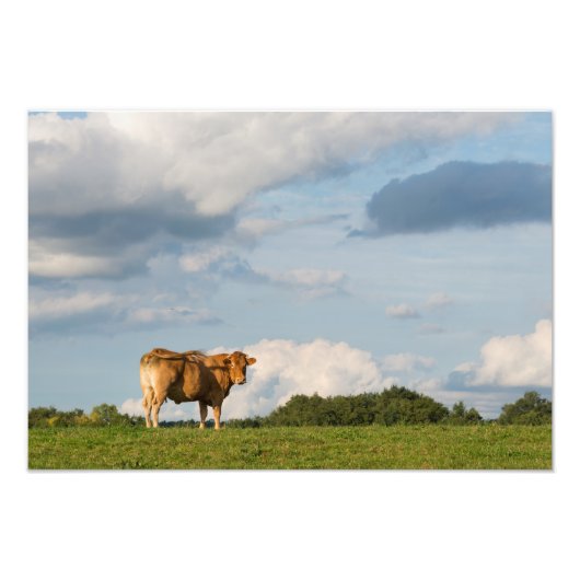Impression Photo Vache Blonde d'Aquitaine en Dordogne, France (Devant)
