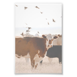 Impression Photo Vache Brown Et Blanche Fluttering Oiseaux Pays