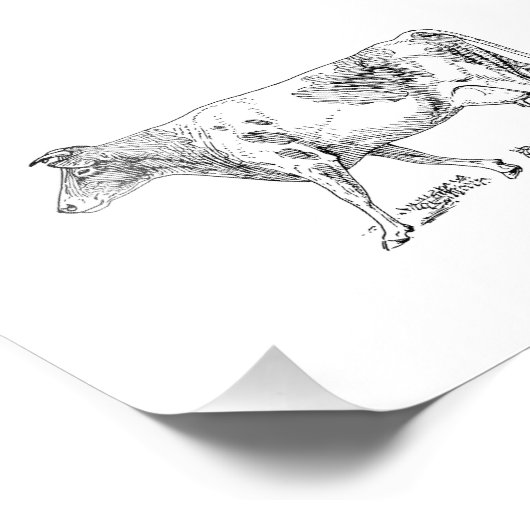 Impression Photo Vache de Guernesey (Coin)