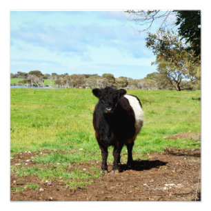 Impression Photo Vache femelle ceinturée,