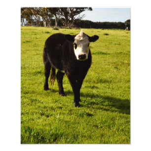 Impression Photo Vache Noire À Visage Blanc Et Mohawk,