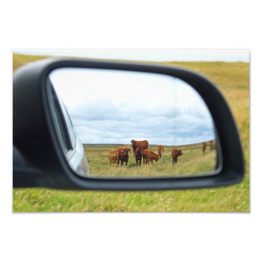Impression Photo Vaches dans le miroir (Devant)