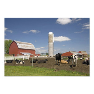 Impression Photo Vaches devant une grange rouge et silo sur une fer