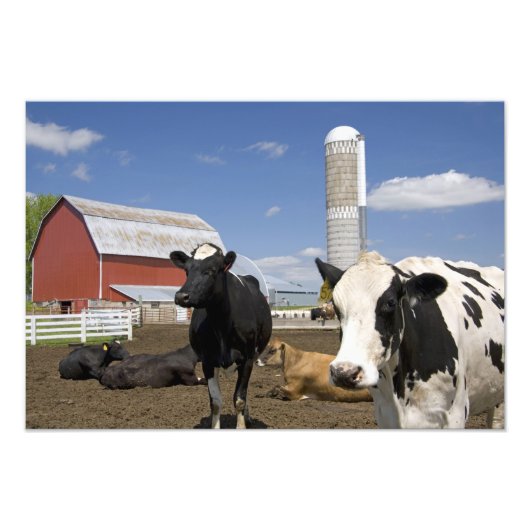 Impression Photo Vaches devant une grange rouge et un silo dans une (Devant)