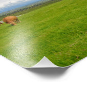 Impression Photo Vaches pâturant dans une prairie en Irlande (Coin)