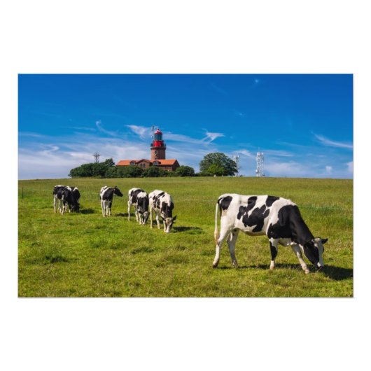 Impression Photo Vaches sur une prairie avec phare (Devant)