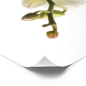 Impression Photo Vaporisateur floral blanc Dendrobium Orchid (Coin)