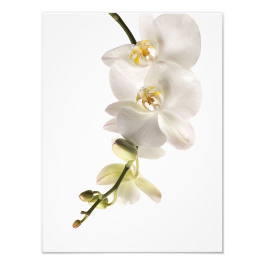 Impression Photo Vaporisateur floral blanc Dendrobium Orchid (Devant)