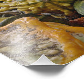 Impression Photo Variété de courge (Coin)