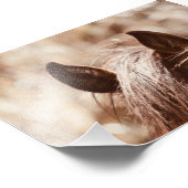 Impression Photo Velours Cheval Brown Oreilles Et Bangs (Coin)