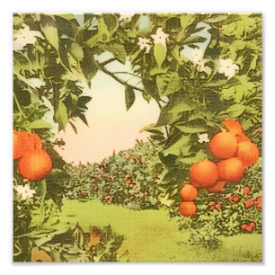 Impression Photo Verger d'orange vintage