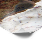 Impression Photo Véritable amour Doves de deuil (Coin)