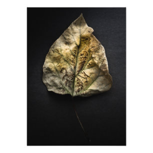 Impression Photo Version couleur feuille no 1