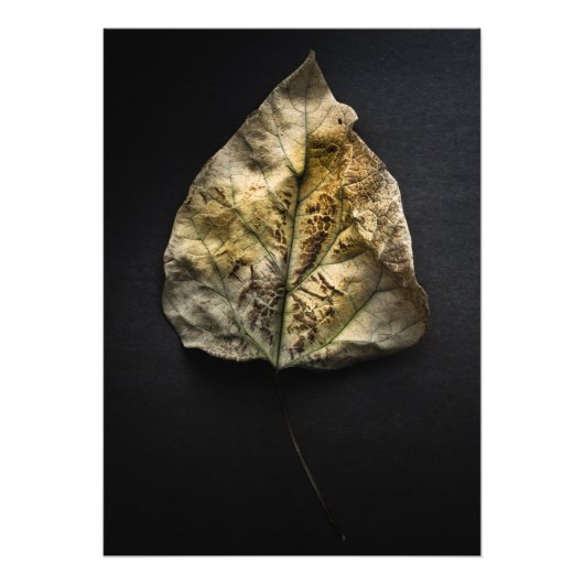 Impression Photo Version couleur feuille no 1 (Devant)