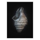 Impression Photo Version couleur Shells No 6 (Devant)