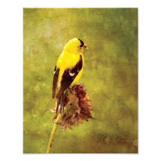 Impression Photo Vibrant Goldfinch Wildlife Print | Nature Art