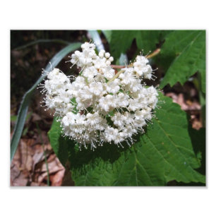 Impression Photo Viburnum de feuille d'érable