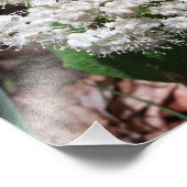 Impression Photo Viburnum feuille d'érable (Coin)