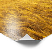 Impression Photo Vieille grange rustique dans le champ de blé matur (Coin)