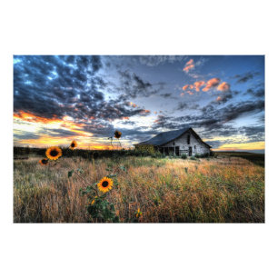 Impression Photo Vielle grange avec des tournesols au coucher du so