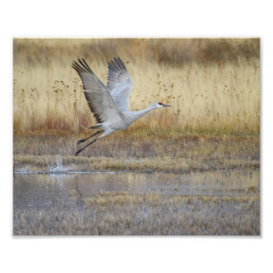 Impression Photo Viens voler avec moi