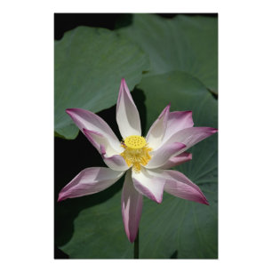 Impression Photo Vietnam, près de Saigon) My Tho. Vinh Trang 2