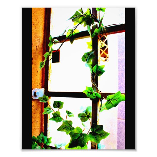 Impression Photo Vigne verte (Devant)