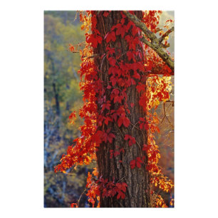 Impression Photo Vigne vierge rouge vif en automne à