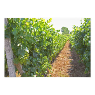 Impression Photo Vignes formées haut sur des fils soutenus par