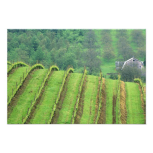 Impression Photo Vignobles de raisin près de Newberg Oregon