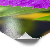 Impression Photo Vin à papillon costaricain (Coin)