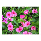 Impression Photo Vinca rose (Devant)