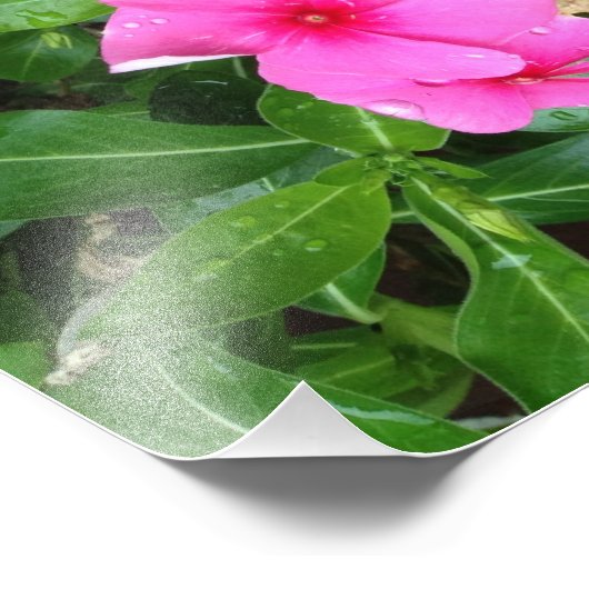 Impression Photo Vinca rose (Coin)