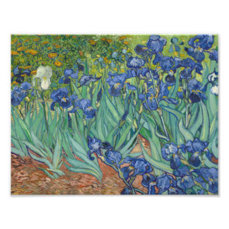Impression Photo Vincent van Gogh - Irises