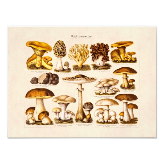 Impression Photo Vintage 1800s Variété de champignons Modèle (Devant)